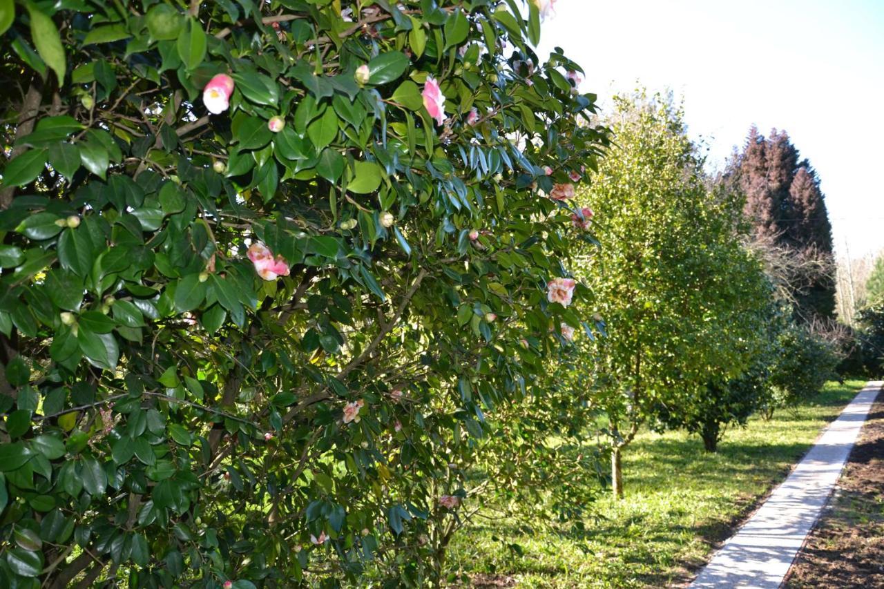 Quinta D'Avó Amélia Alquerubim Exterior foto